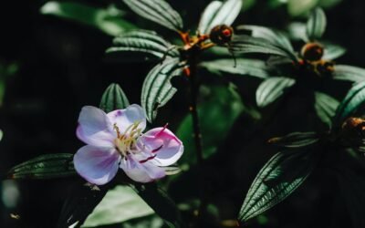 What is acoma crape myrtle plant?