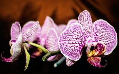 What is aerangis orchids plant?