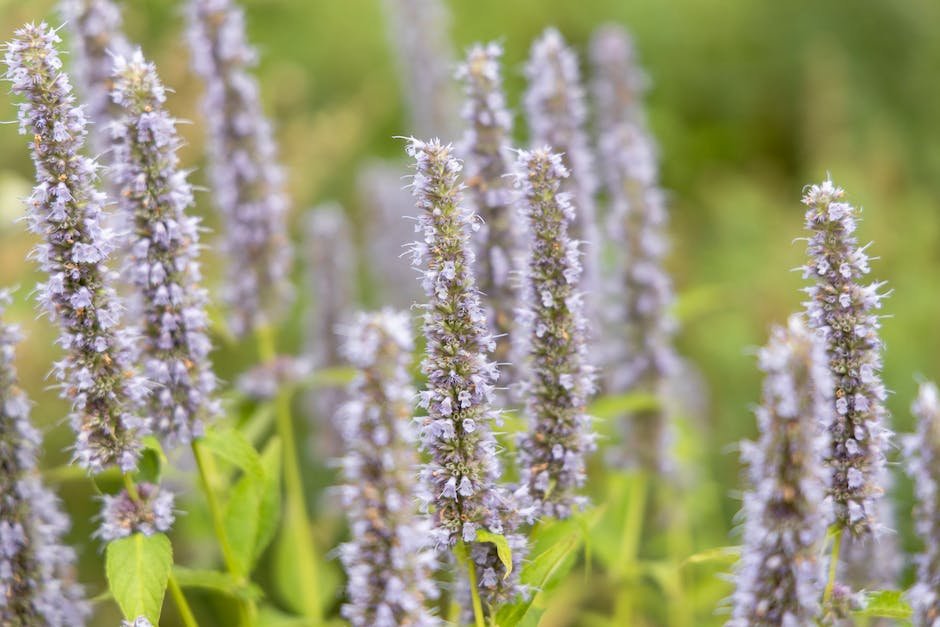 What is Agastache Plant_1