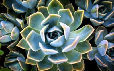 What is agave plant?