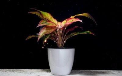 What is aglaonema pictum tricolor plant?