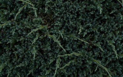 What is alligator juniper plant?