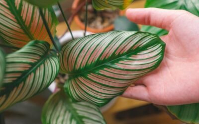 What is alocasia zebrina plant?