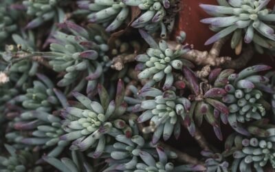 What is angelina stonecrop plant?