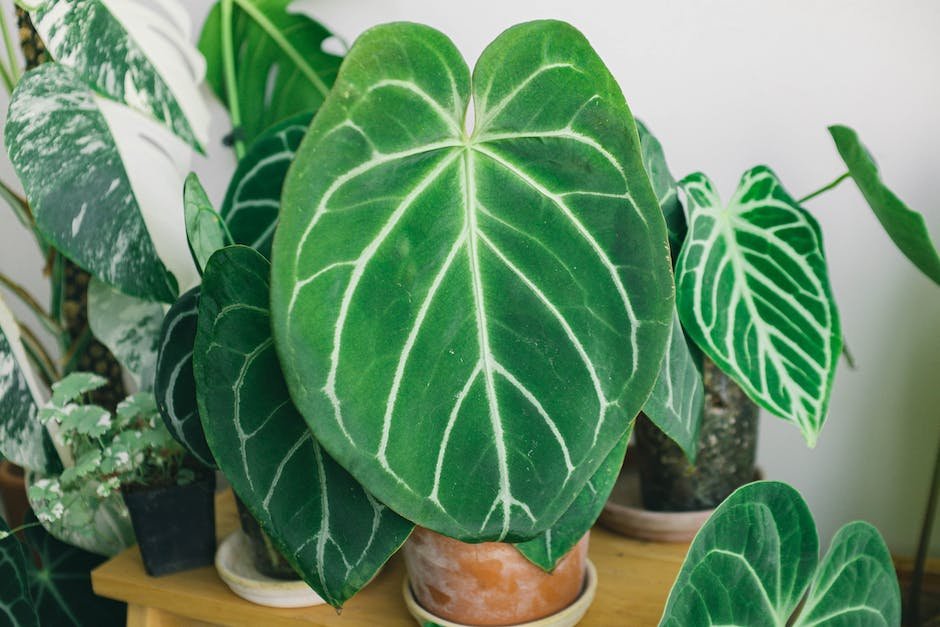 What is anthurium crystallinum plant? - plantstype.com