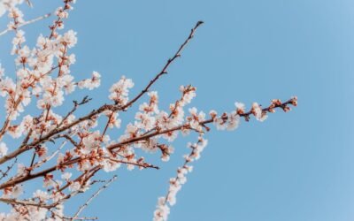 What is apricot tree plant?