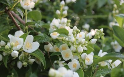 What is arabian jasmine plant?