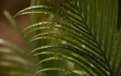 What is areca palm plant?