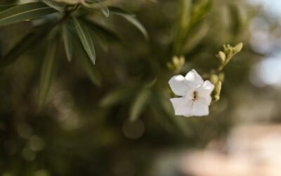 What is asiatic jasmine plant?