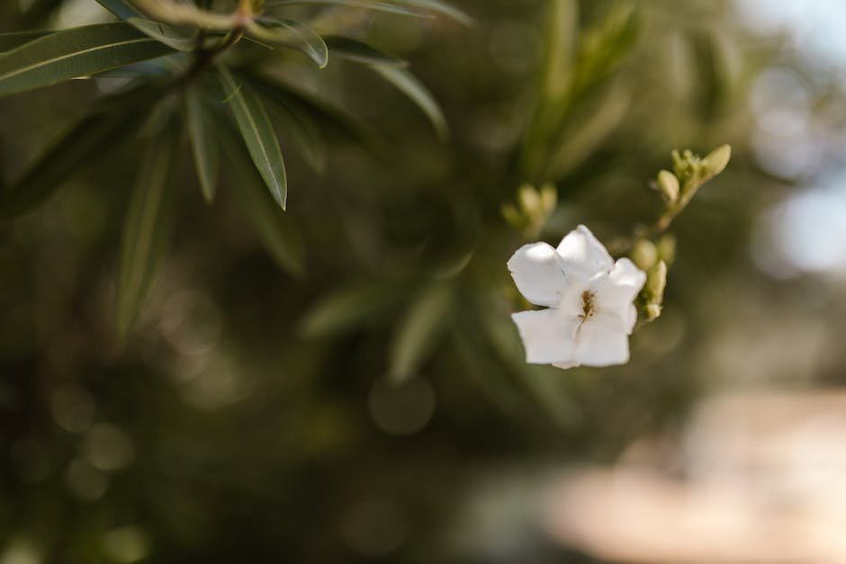 what-is-asiatic-jasmine-plant-plantstype