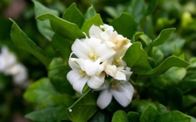 What is asiatic jasmine (trachelospermum asiaticum) plant?