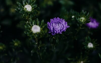 What is asters plant?
