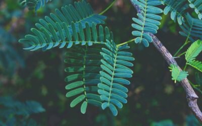 What is australian tree fern plant?