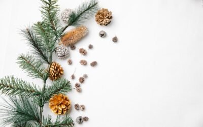What is austrian pine needles plant?