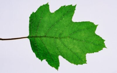 What is autumn blaze maple tree plant?