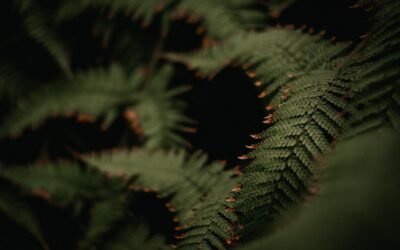What is autumn fern plant?