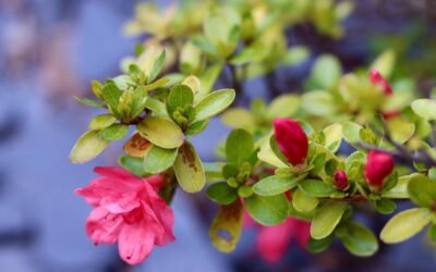 What is azalea plant?