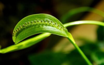 What is bahia grass plant?