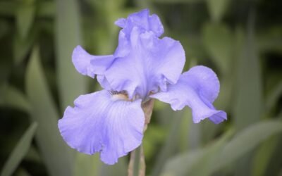 What is batik iris plant?