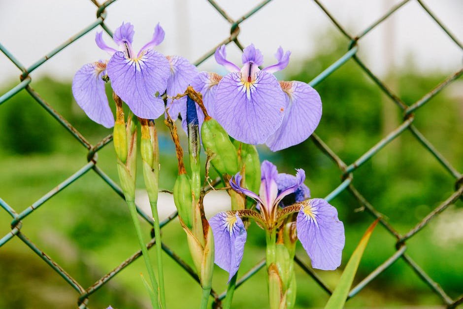 What is Batik Iris Plant_1