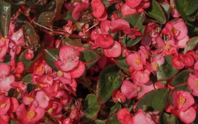 What is begonia maculata plant?