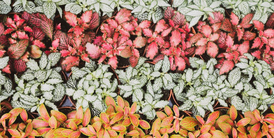 What is Begonia Maculata Plant_1