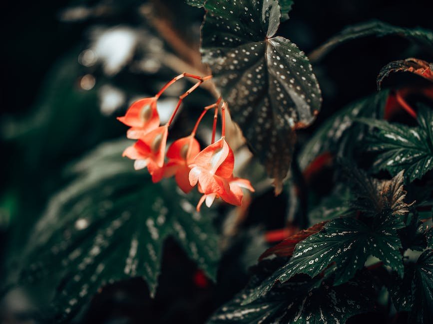 What is Begonia Maculata Plant_2