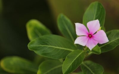 What is bigleaf periwinkle plant?