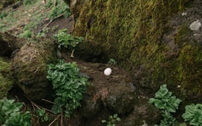 What is bird’s nest fern plant?