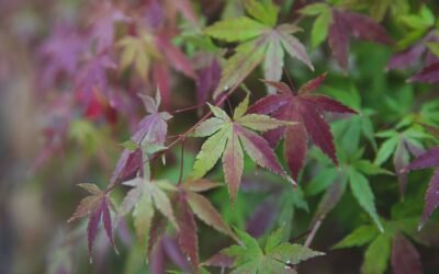 What is bloodgood’ japanese maple plant?