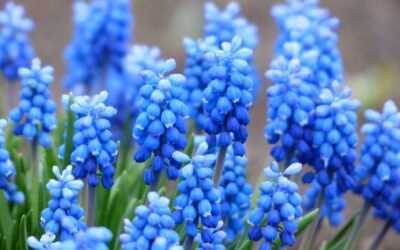 What is blue mistflower plant?