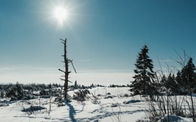 What is blue spruce plant?