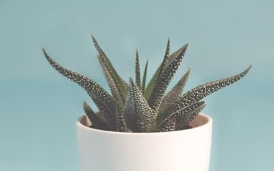 What is blue torch cactus plant?