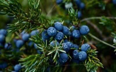 What is blueberries plant?