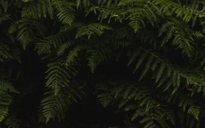 What is boston fern plant?