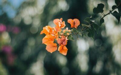 What is bougainvillea plant?