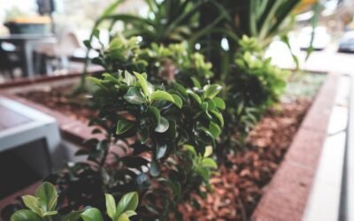 What is boxwood plant?
