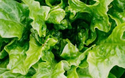 What is buttercrunch lettuce plant?