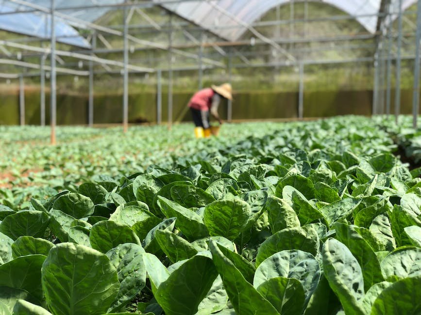 What is Buttercrunch Lettuce Plant_1