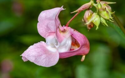 What is calypso orchid blooms closeup plant?