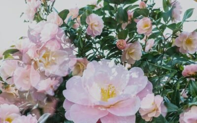 What is camellia plant?