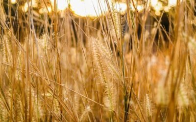 What is canada wild rye plant?