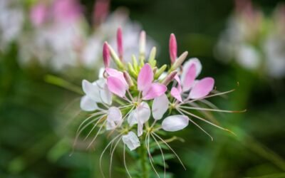 What is capparis spinosa plant?