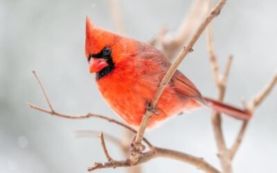 What is cardinal climber plant?