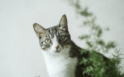 What is cat whiskers plant?