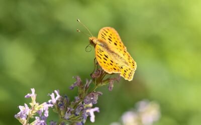 What is catnip plant?