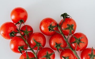 What is celebrity tomato plant?