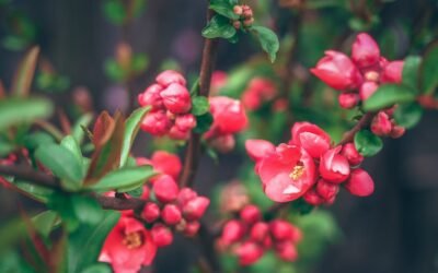 What is chaenomeles speciosa plant?