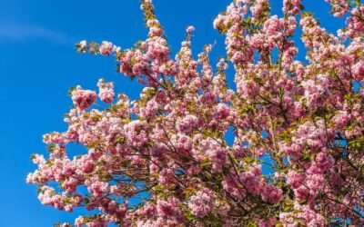 What is cherry laurel plant?