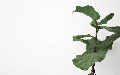 What is chicago hardy fig plant?